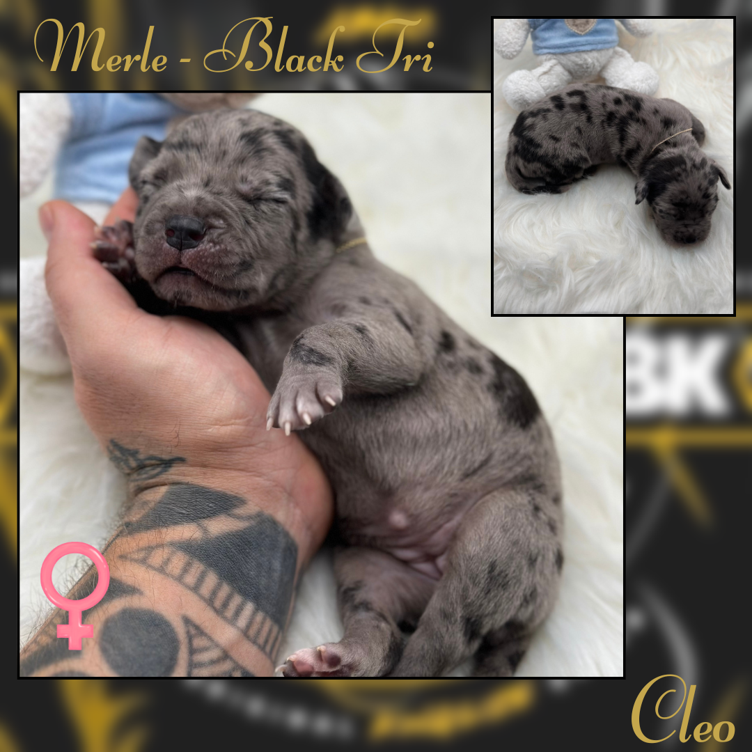 Freya - Platinum Tri Merle American Bully Puppy